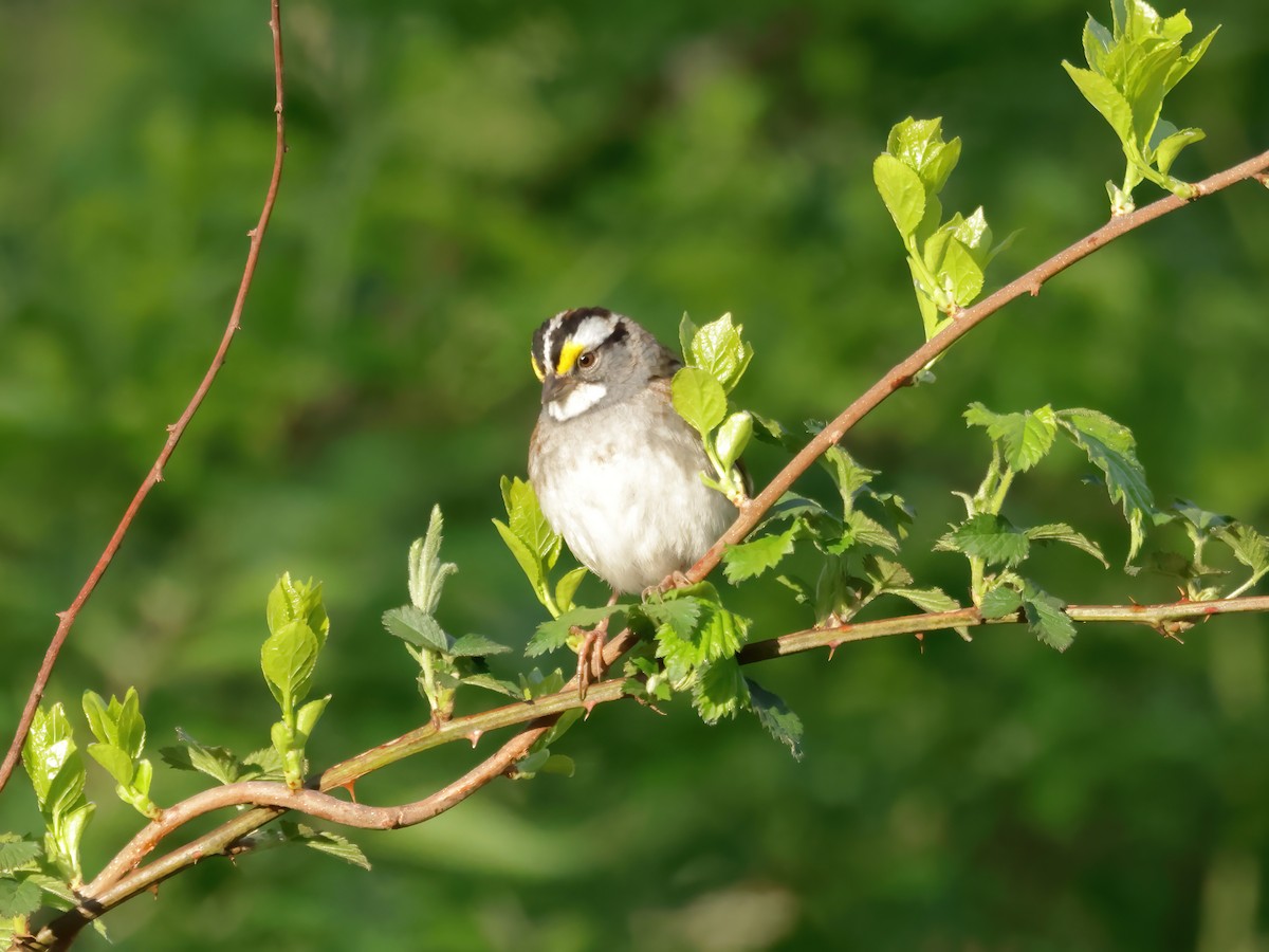 White-throated Sparrow - ML617920137