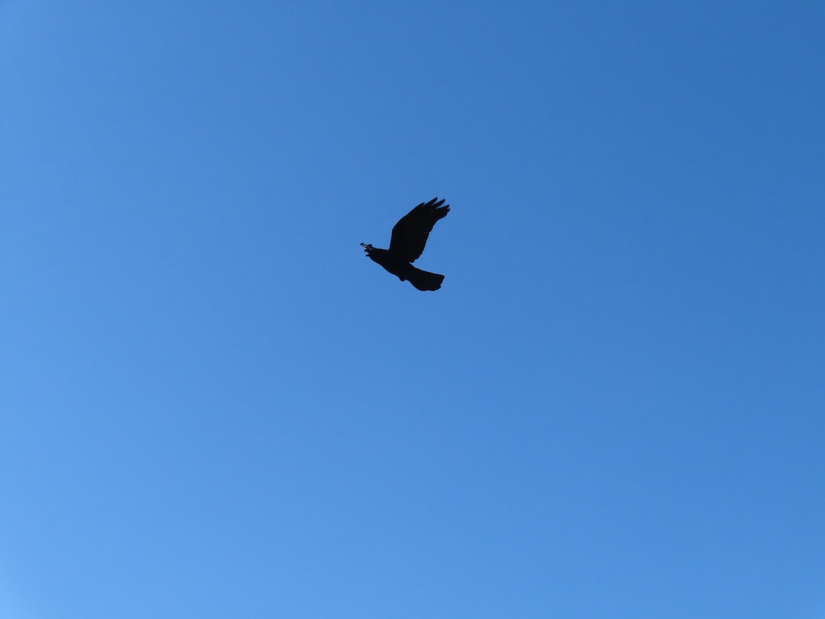 Large-billed Crow - ML617920138