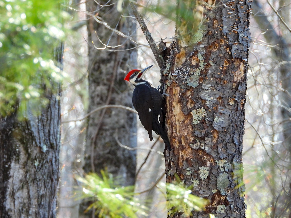 Pileated Woodpecker - ML617920147