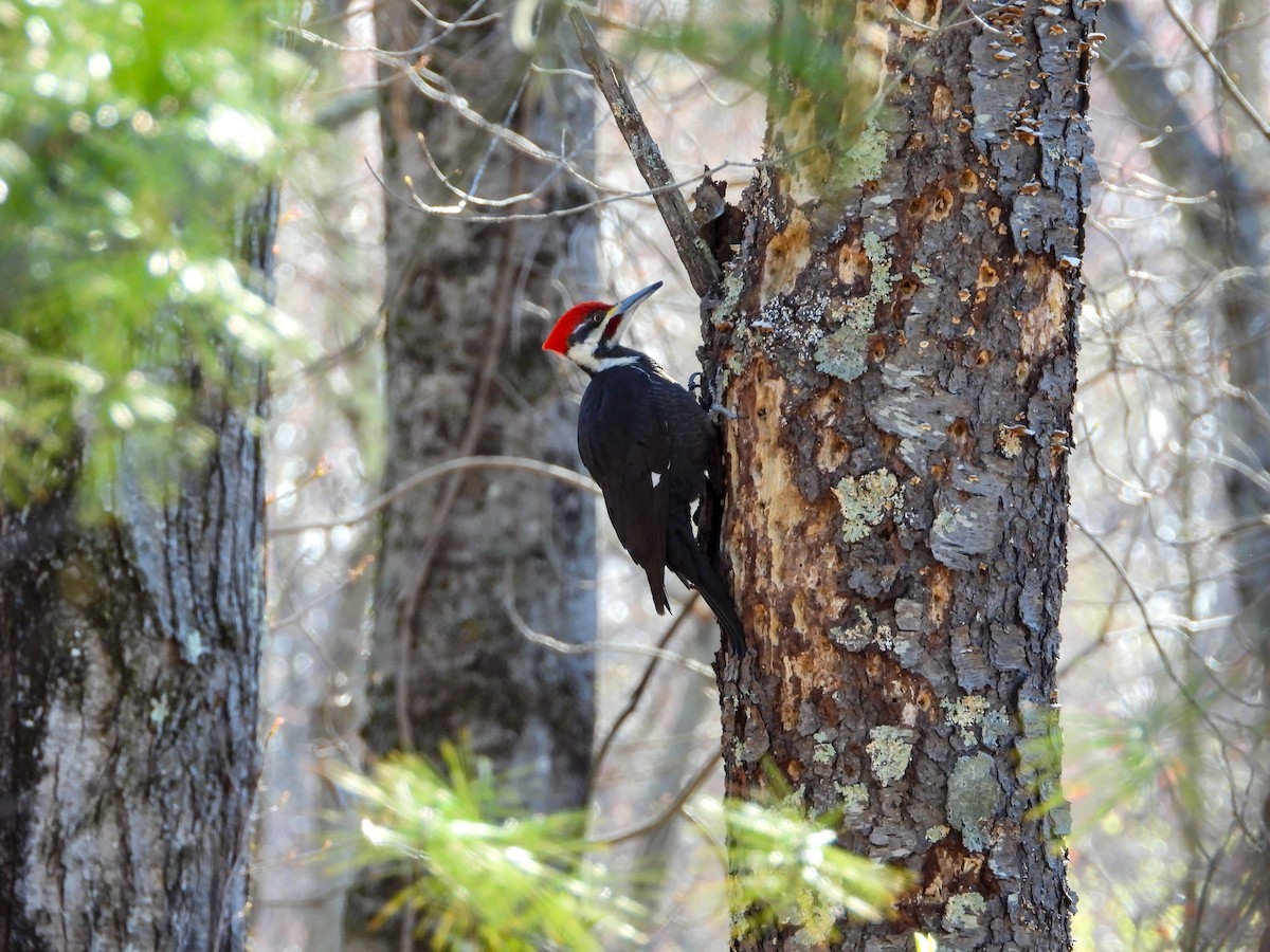 Pileated Woodpecker - ML617920149