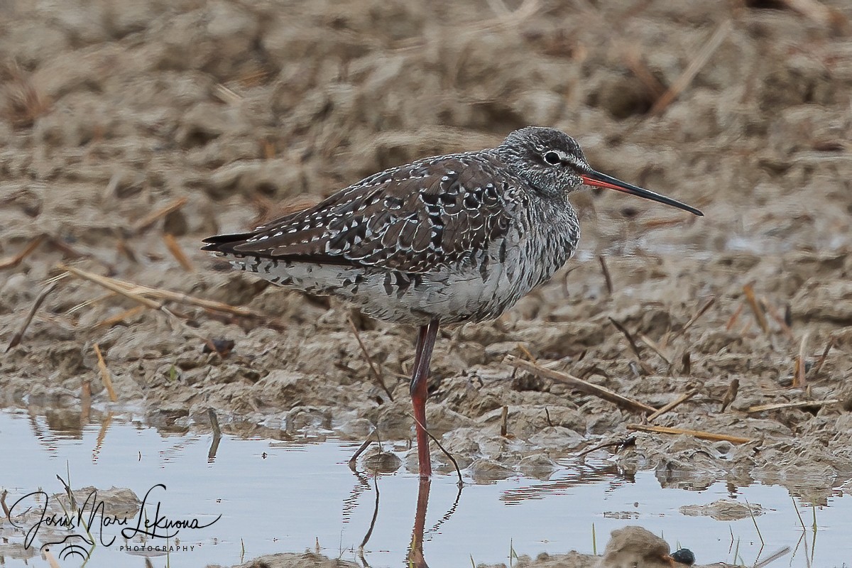 Spotted Redshank - ML617920158