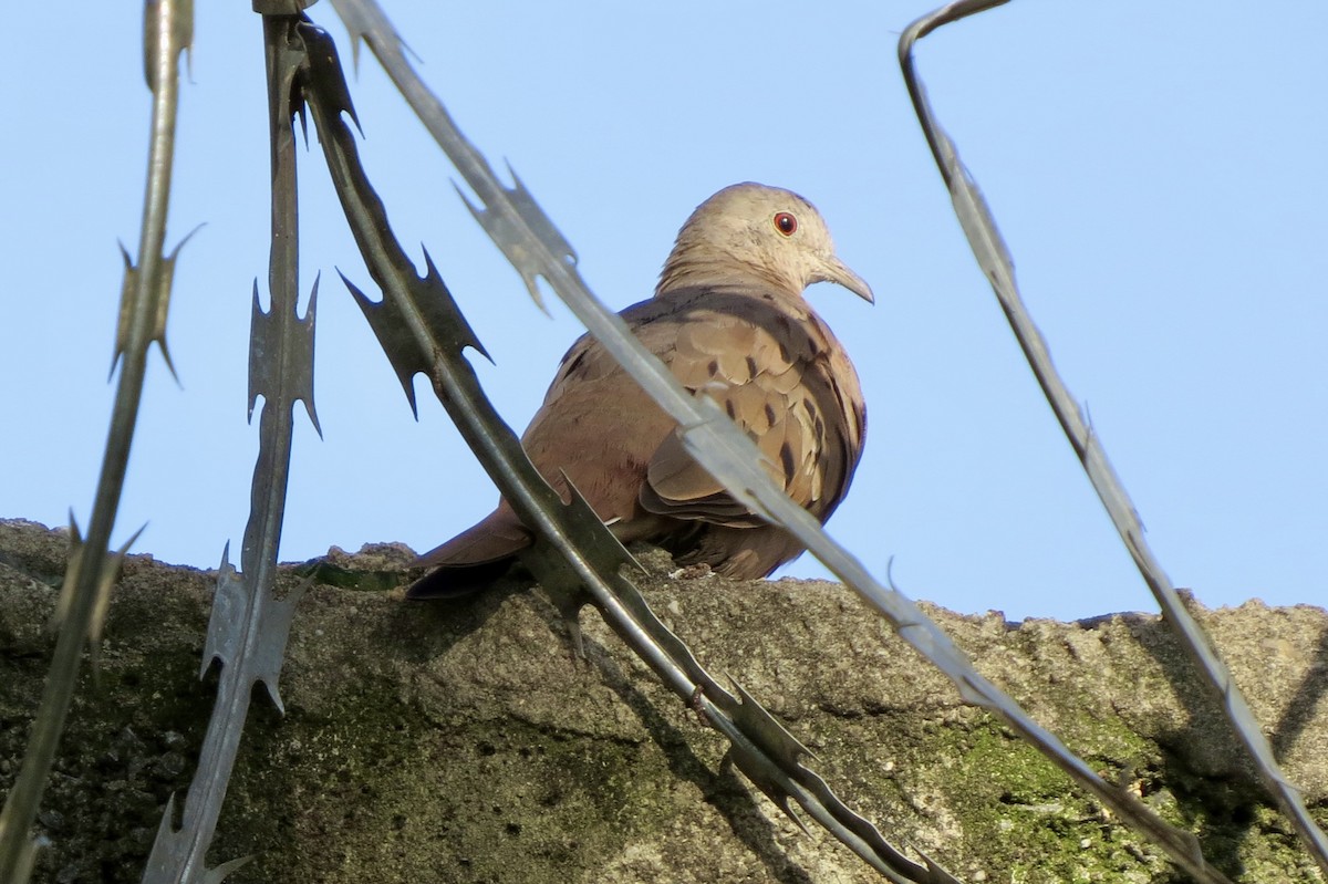 Ruddy Ground Dove - ML617920168