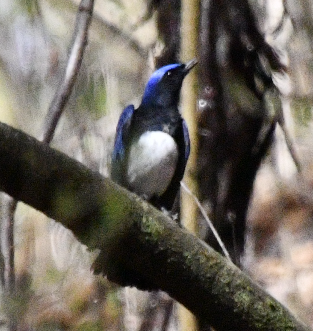 Blue-and-white Flycatcher - ML617920234
