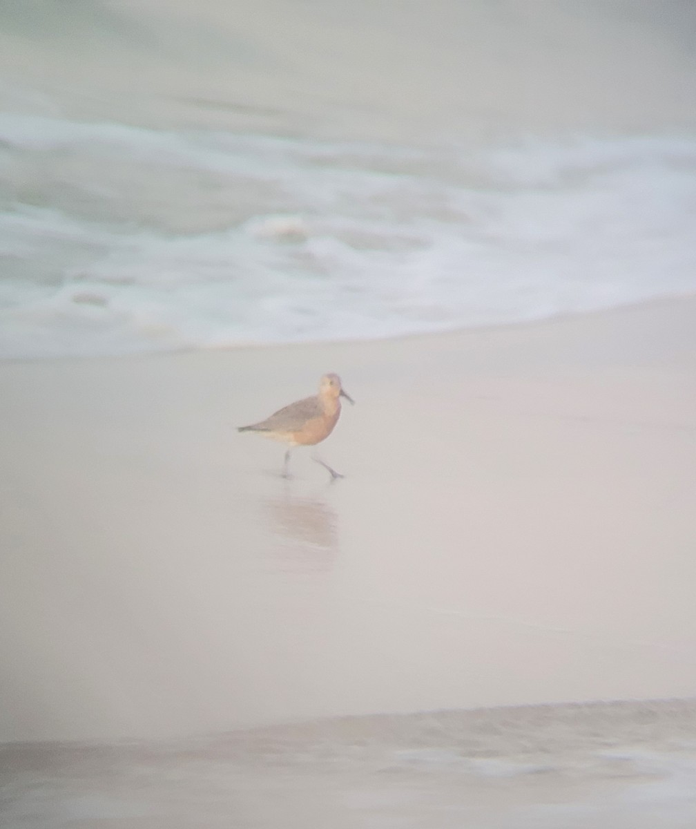 Red Knot - ML617920292