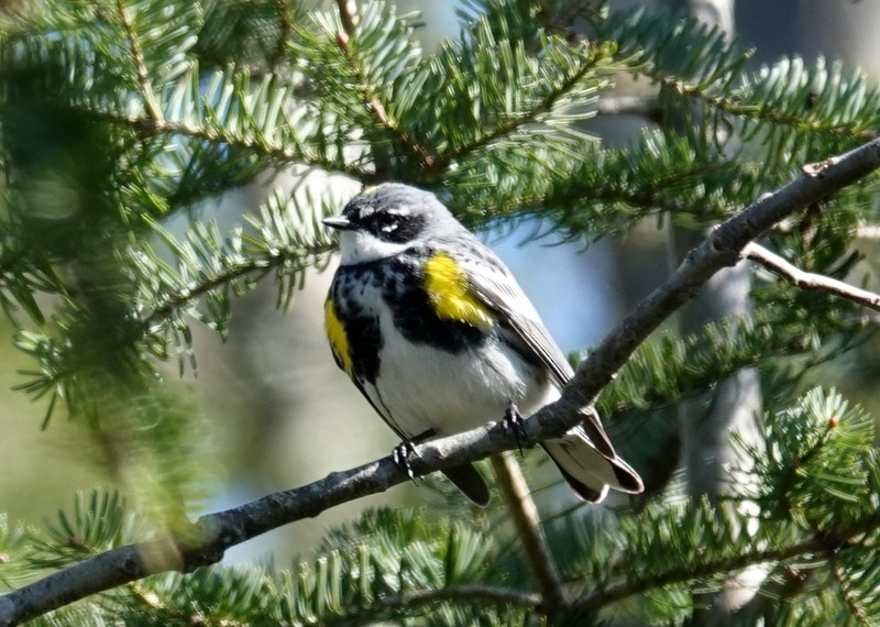 Yellow-rumped Warbler (Myrtle) - Steve Keith
