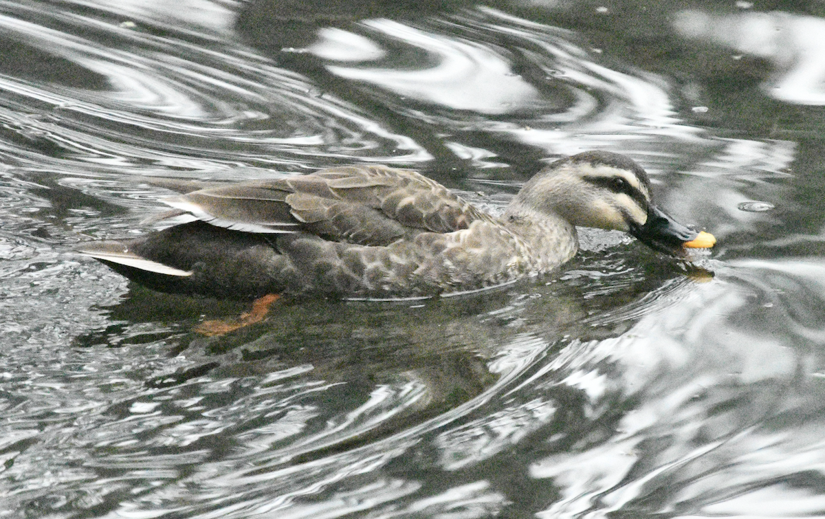 Eastern Spot-billed Duck - ML617920369