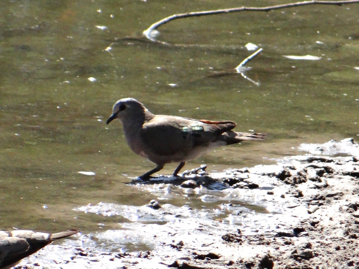 Emerald-spotted Wood-Dove - ML617920382