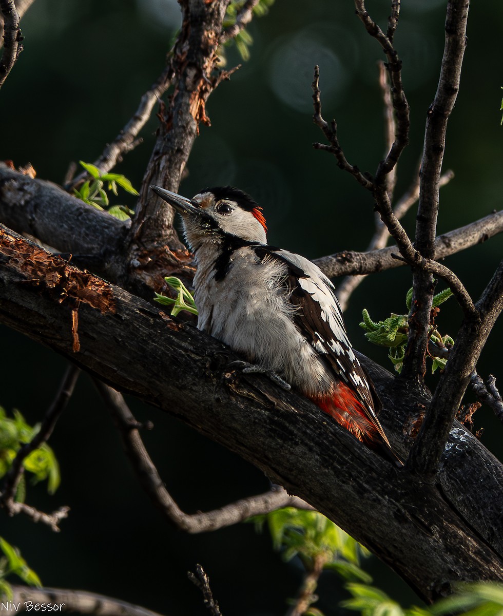 Syrian Woodpecker - ML617920400
