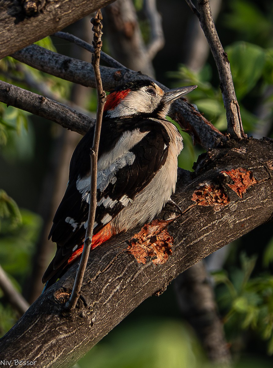Syrian Woodpecker - ML617920401