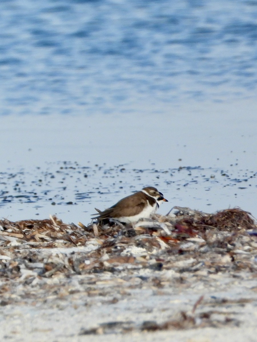 Semipalmated Plover - ML617920453