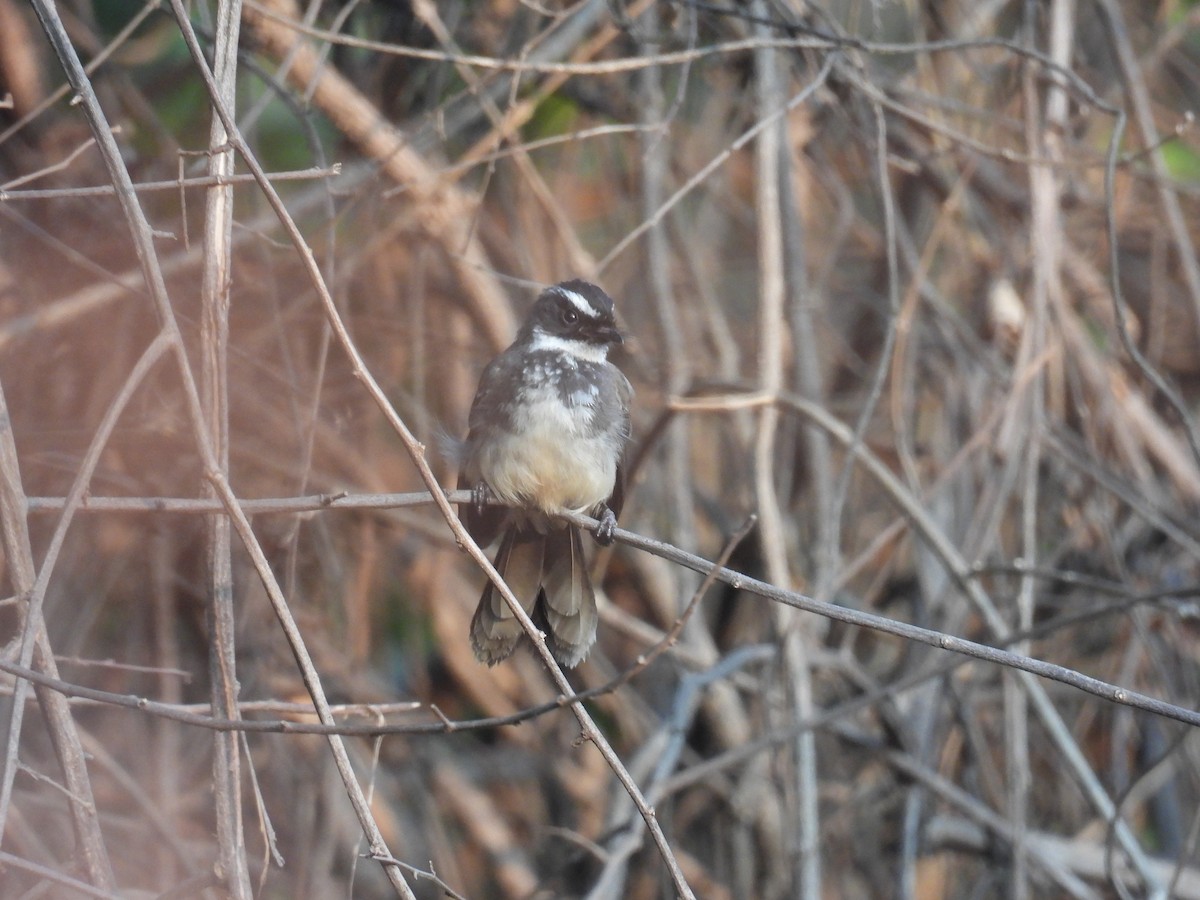 Spot-breasted Fantail - ML617920469