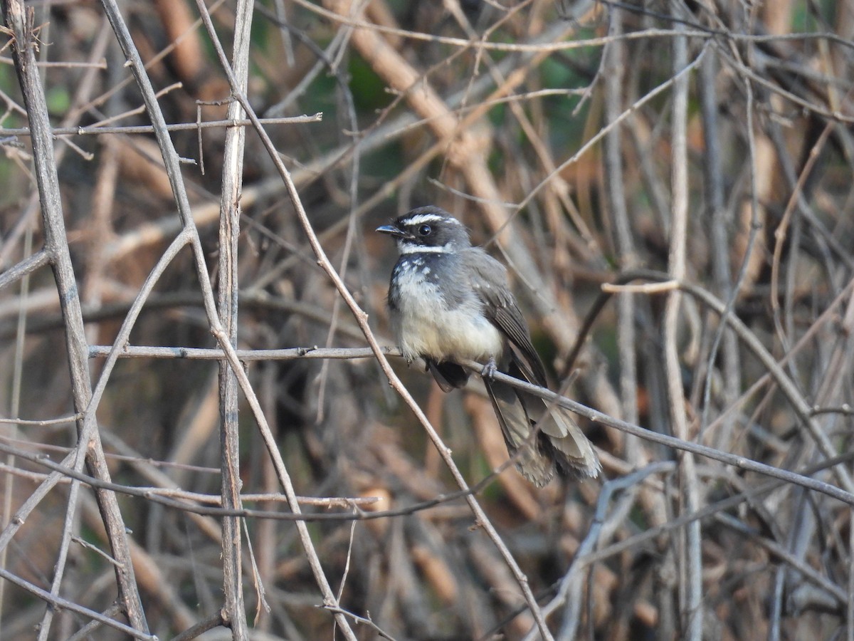 Spot-breasted Fantail - ML617920470