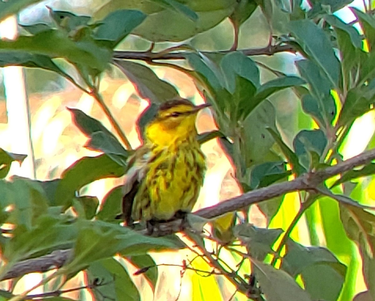 Cape May Warbler - ML617920476