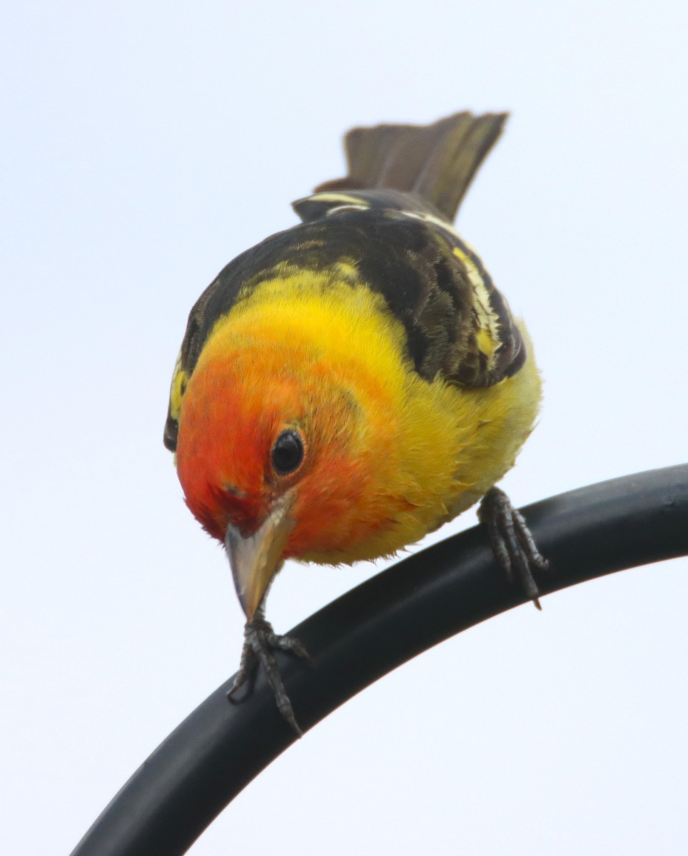 Western Tanager - ML617920482