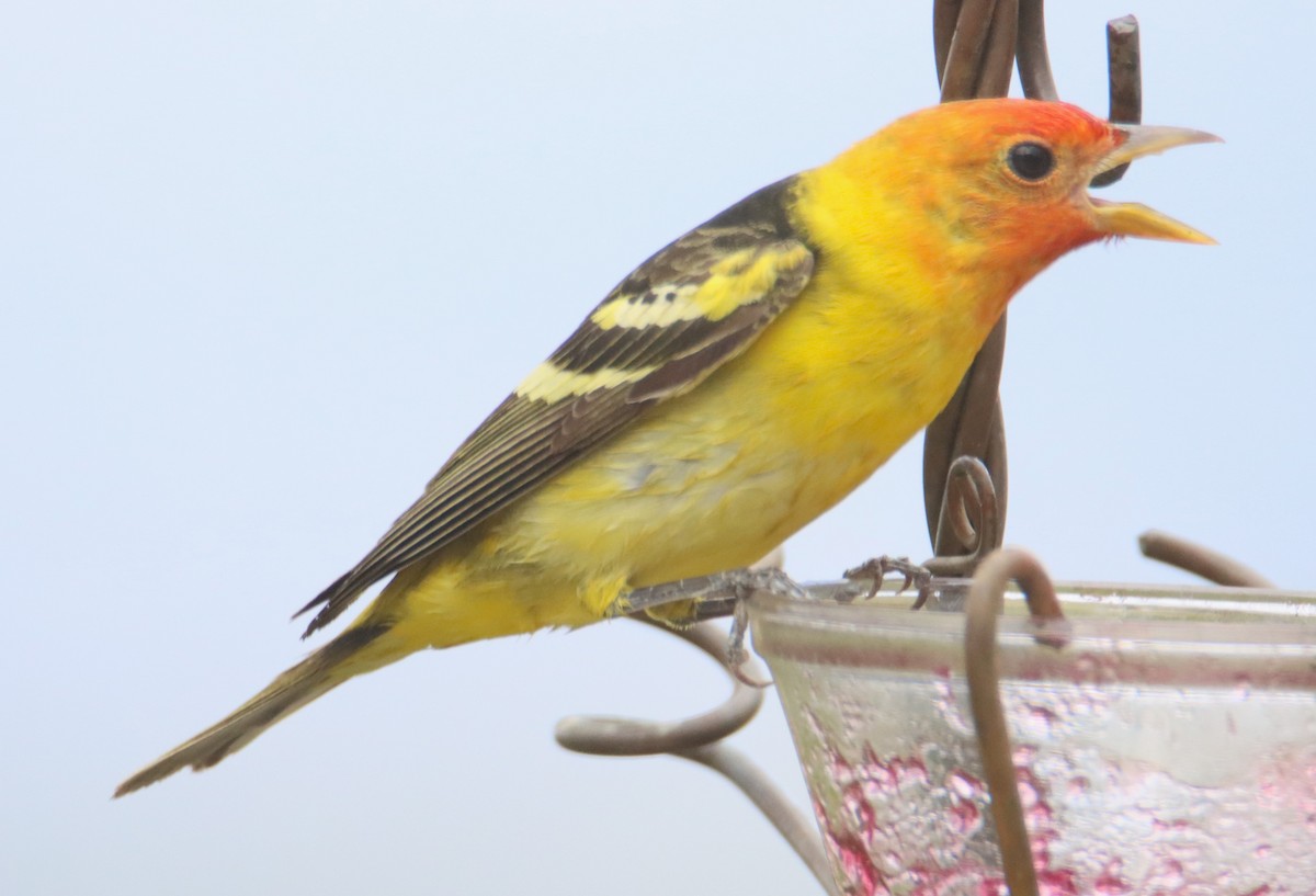 Western Tanager - ML617920483
