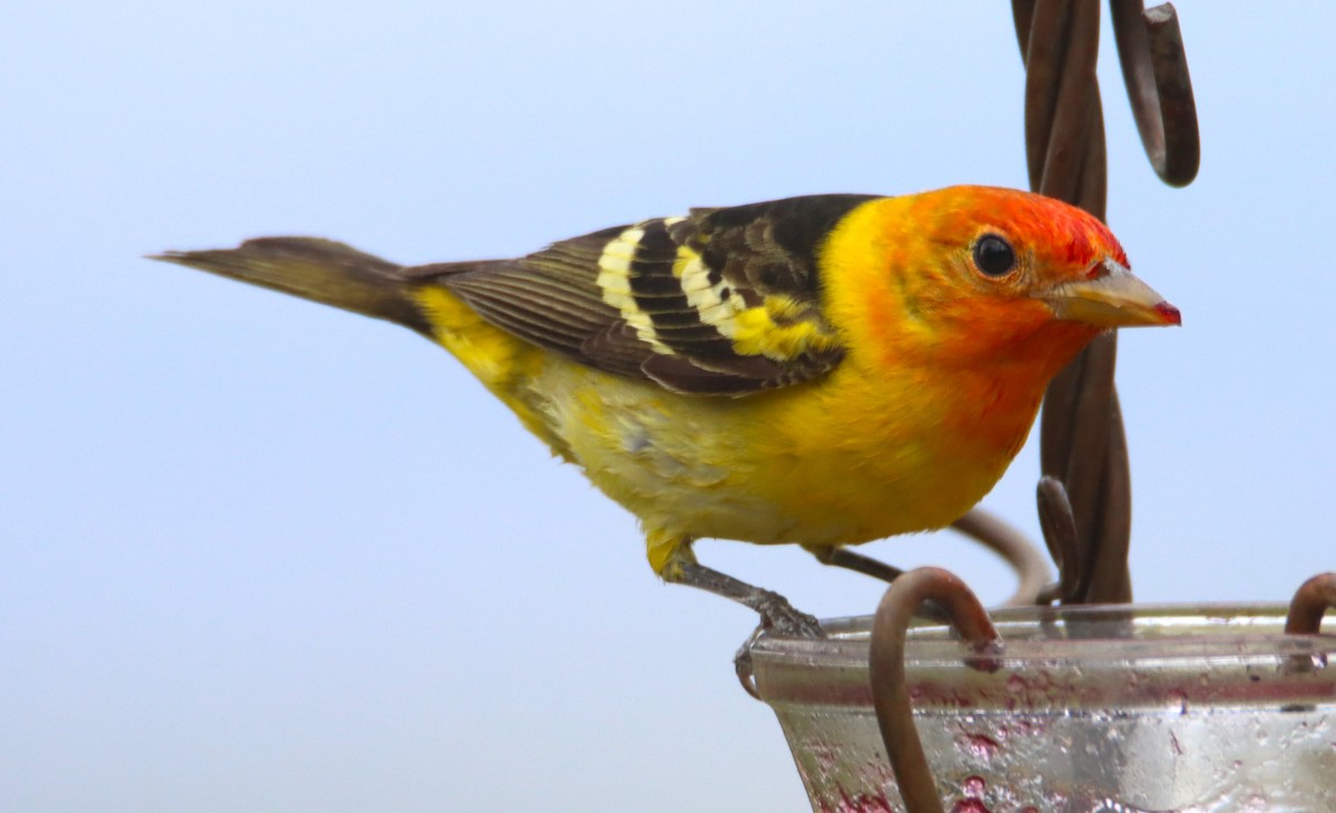 Western Tanager - ML617920485