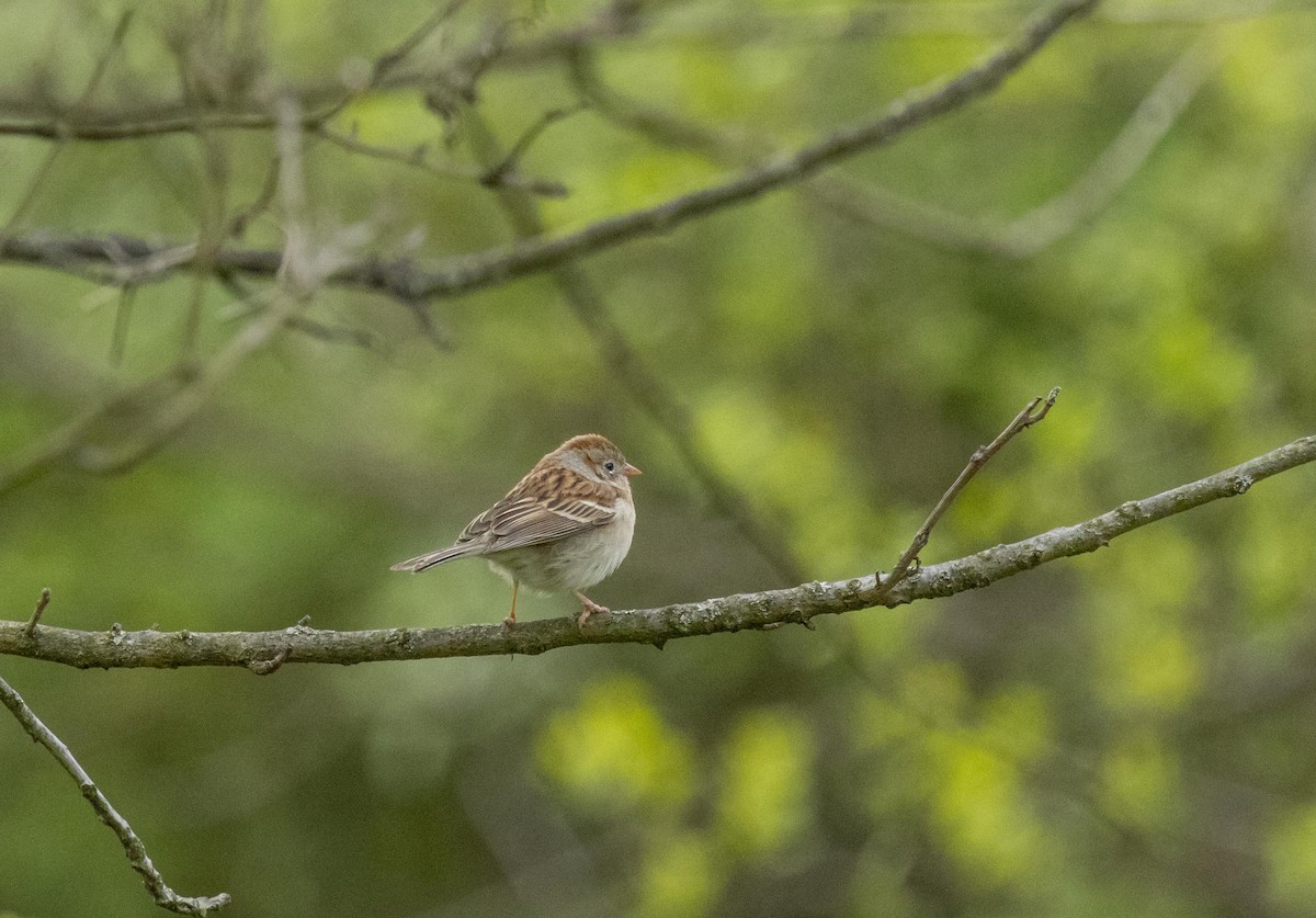 Field Sparrow - Liz Pettit
