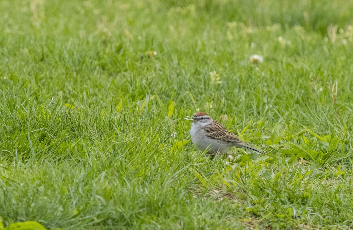 Chipping Sparrow - Liz Pettit