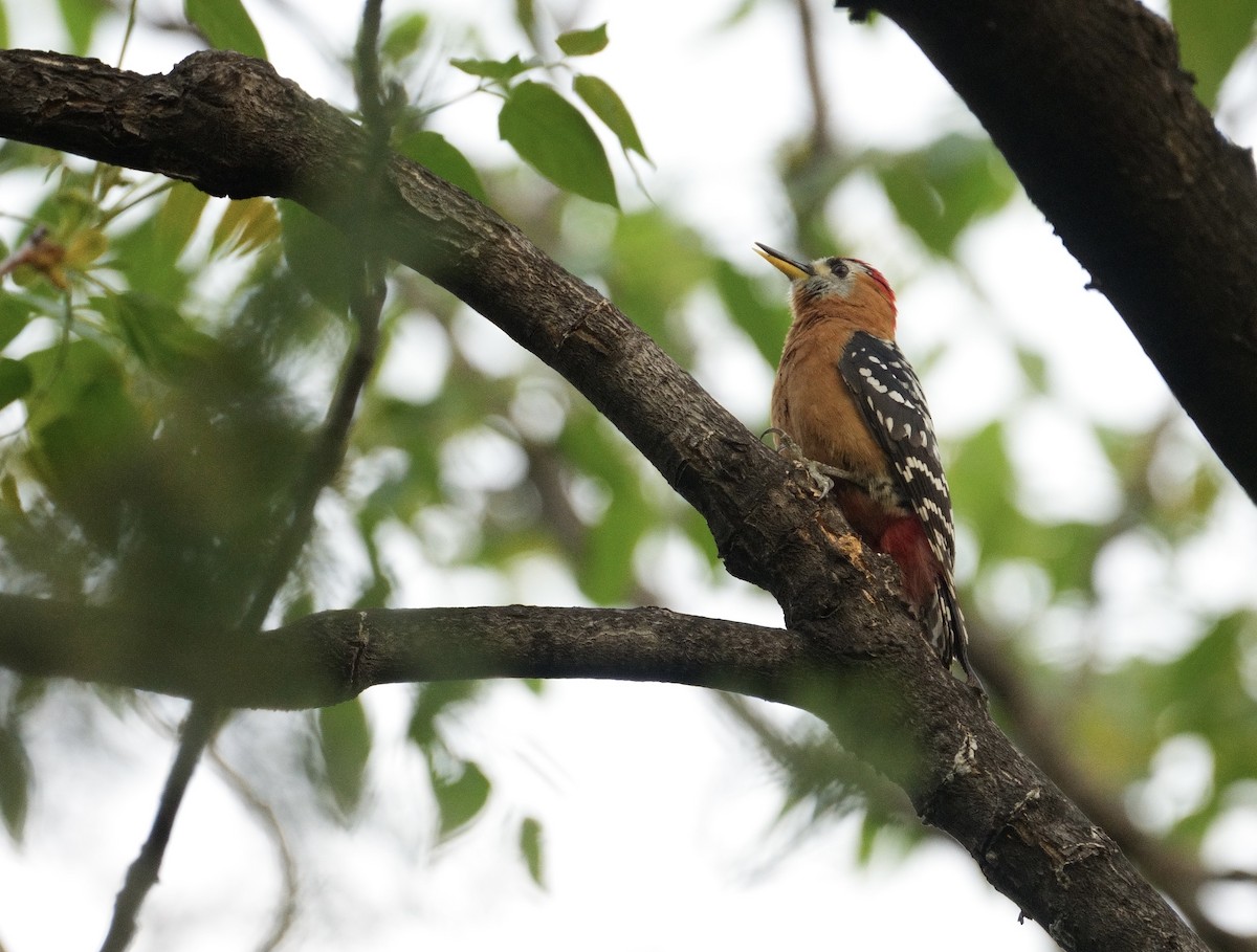 Rufous-bellied Woodpecker - ML617920519