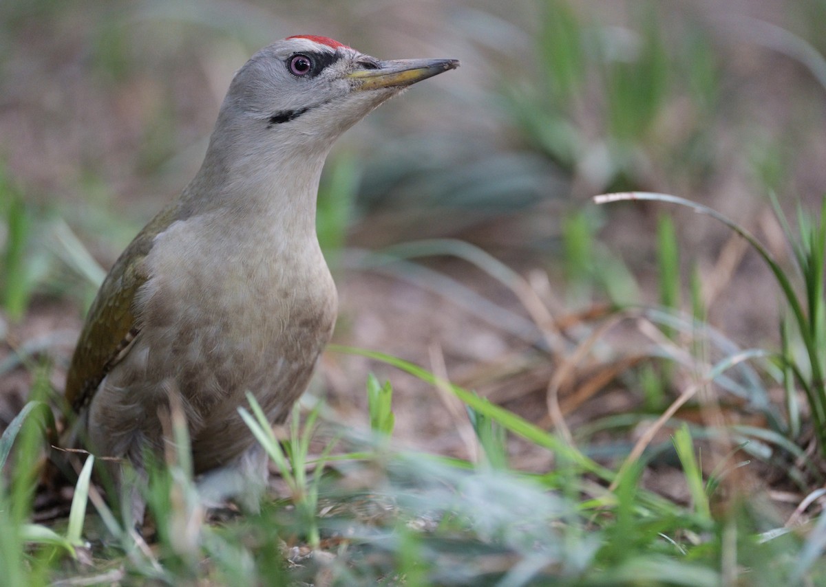 Gray-headed Woodpecker - ML617920542