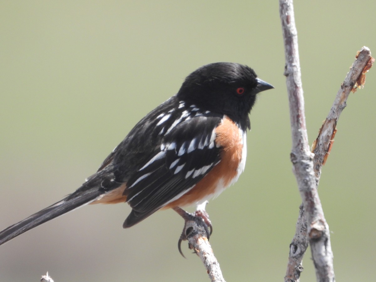 Spotted Towhee - ML617920546