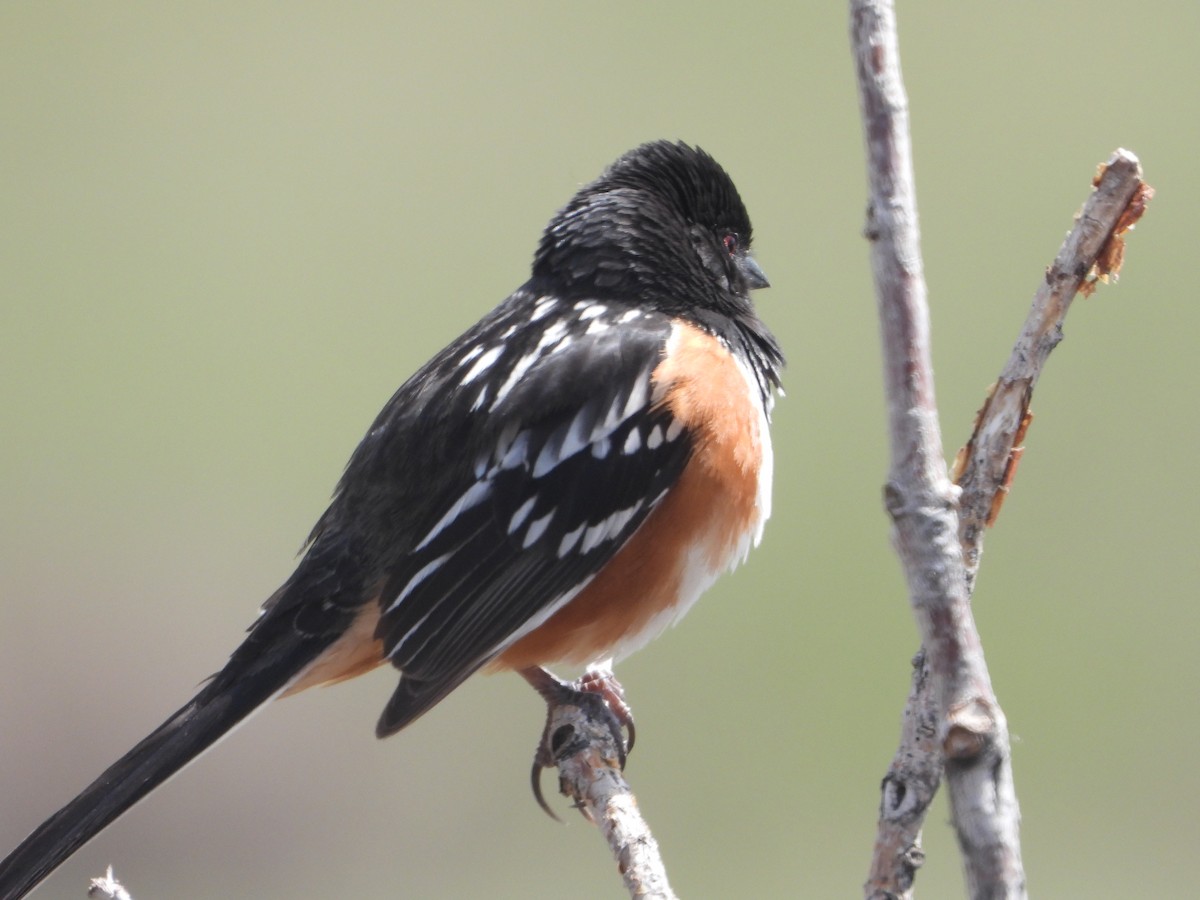 Spotted Towhee - ML617920547