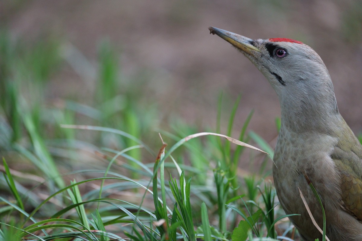 Gray-headed Woodpecker - ML617920555