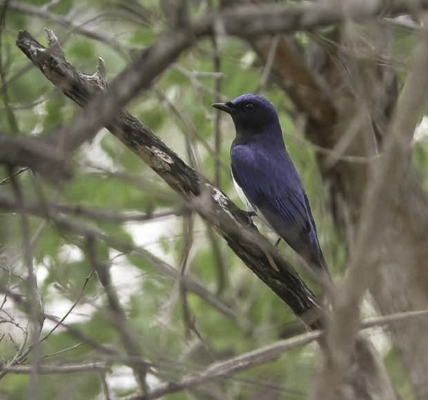 Blue-and-white Flycatcher - ML617920558