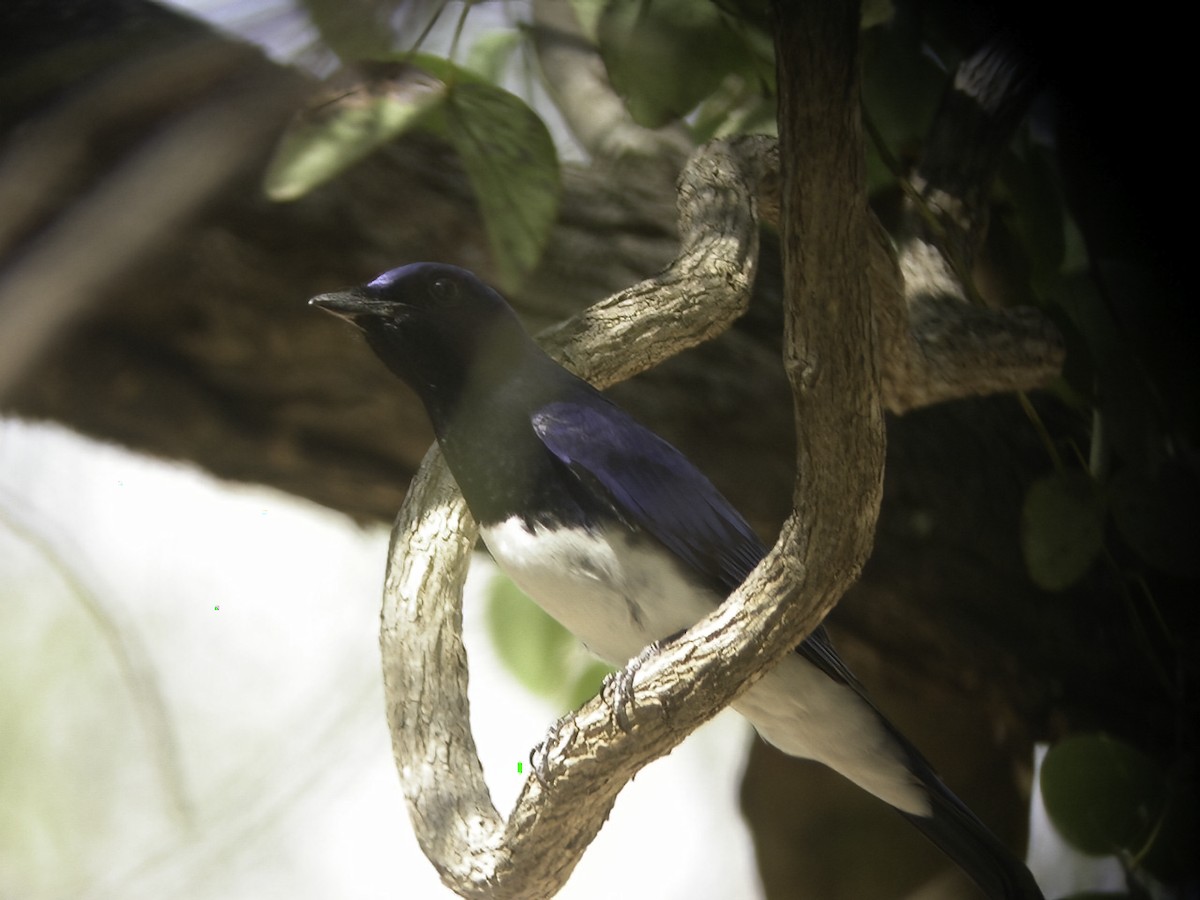 Blue-and-white Flycatcher - ML617920560
