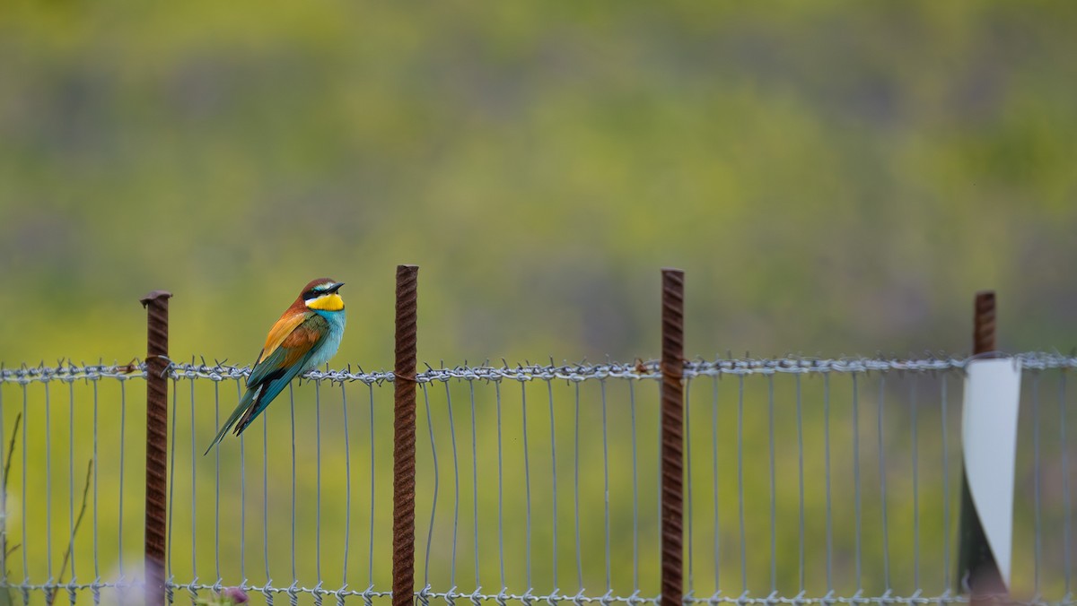 European Bee-eater - ML617920562