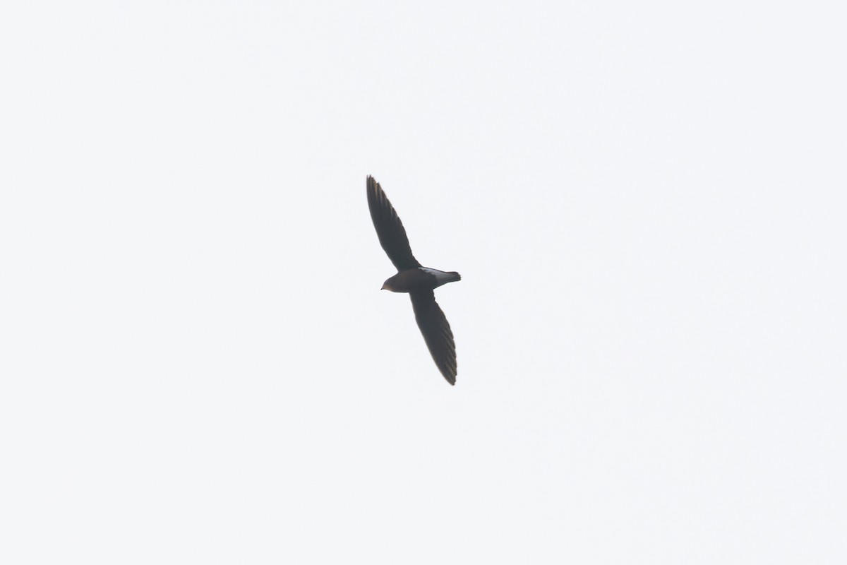 Silver-backed Needletail - ML617920615