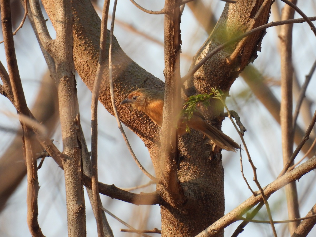 Tawny-bellied Babbler - Murari Varma