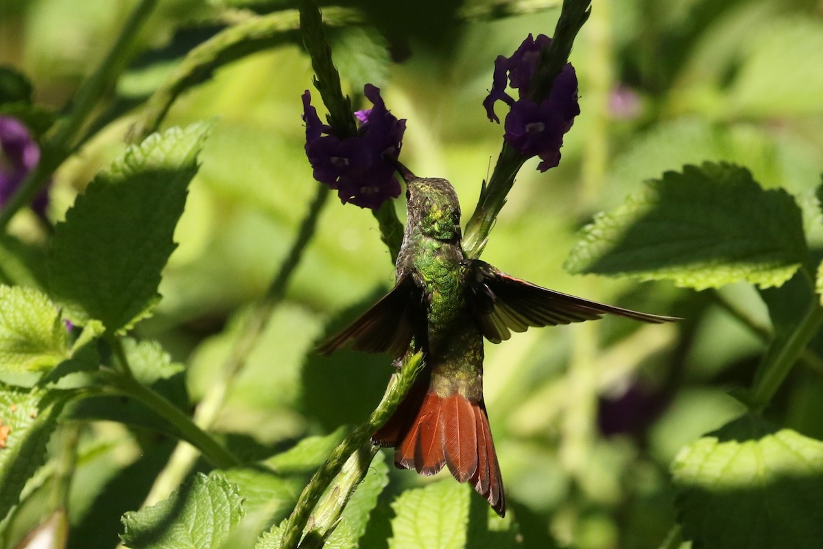 Rufous-tailed Hummingbird - ML617920627