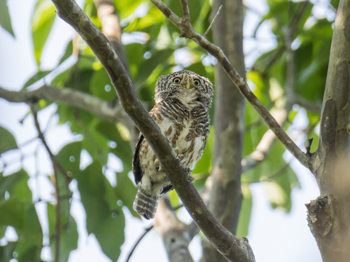 Collared Owlet - Wich’yanan Limparungpatthanakij