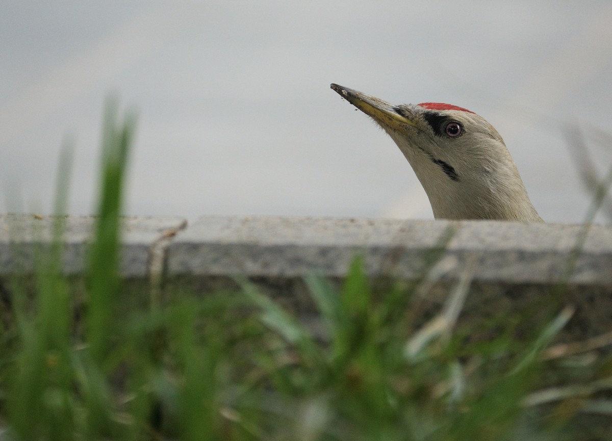 Gray-headed Woodpecker - LiCheng Wang