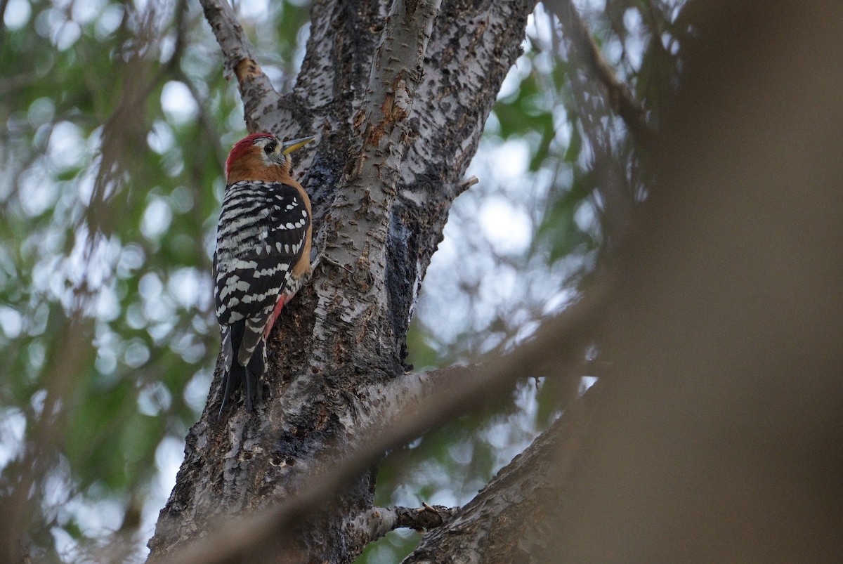 Rufous-bellied Woodpecker - LiCheng Wang