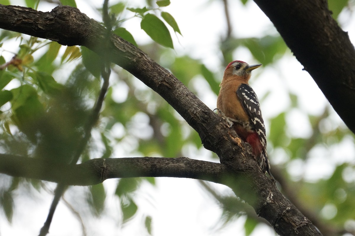 Rufous-bellied Woodpecker - ML617920691