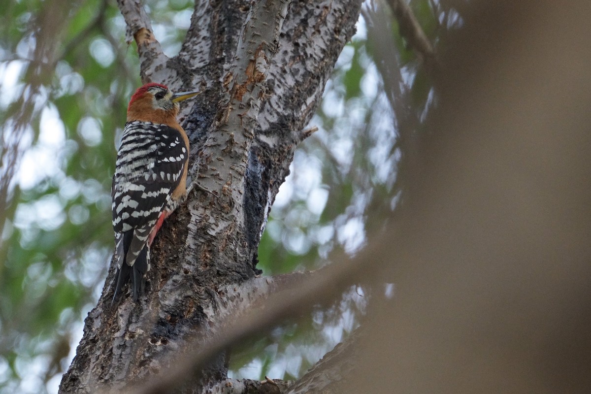 Rufous-bellied Woodpecker - LiCheng Wang