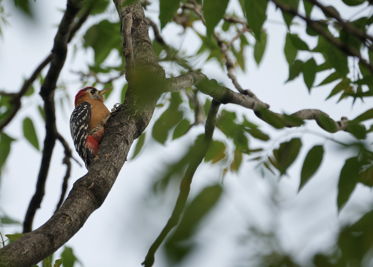 Rufous-bellied Woodpecker - ML617920694