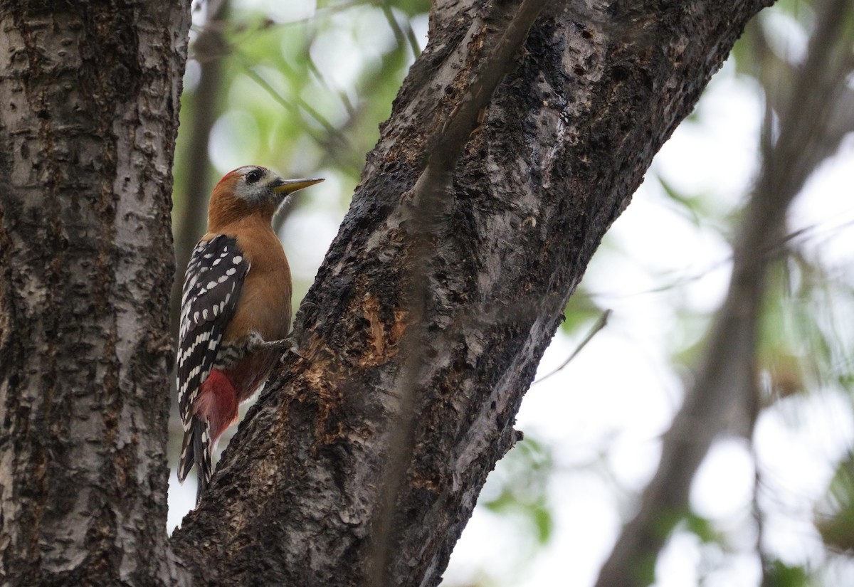 Rufous-bellied Woodpecker - ML617920696