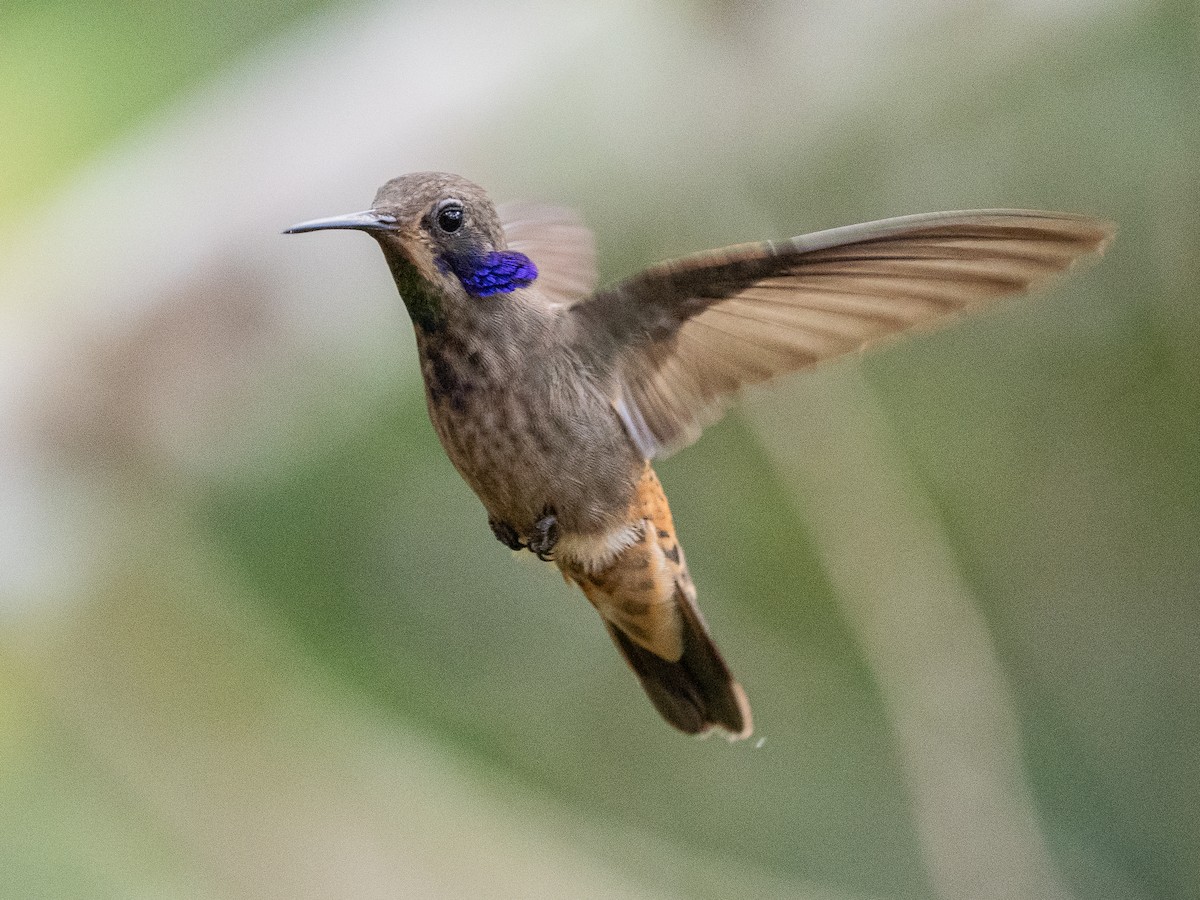 kolibřík fialovouchý - ML617920798