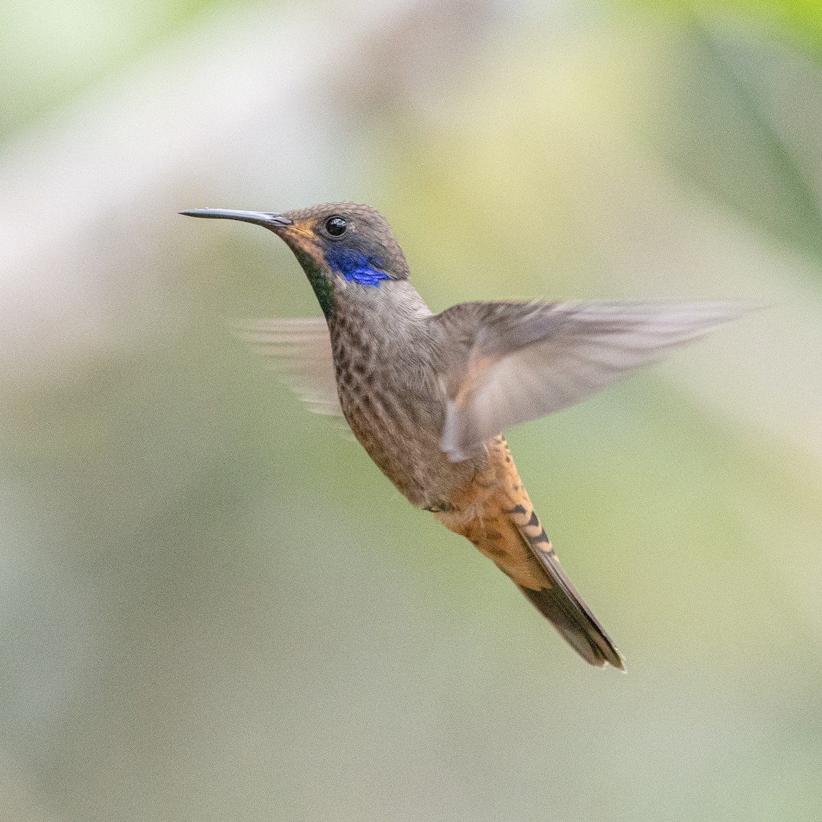 kolibřík fialovouchý - ML617920799