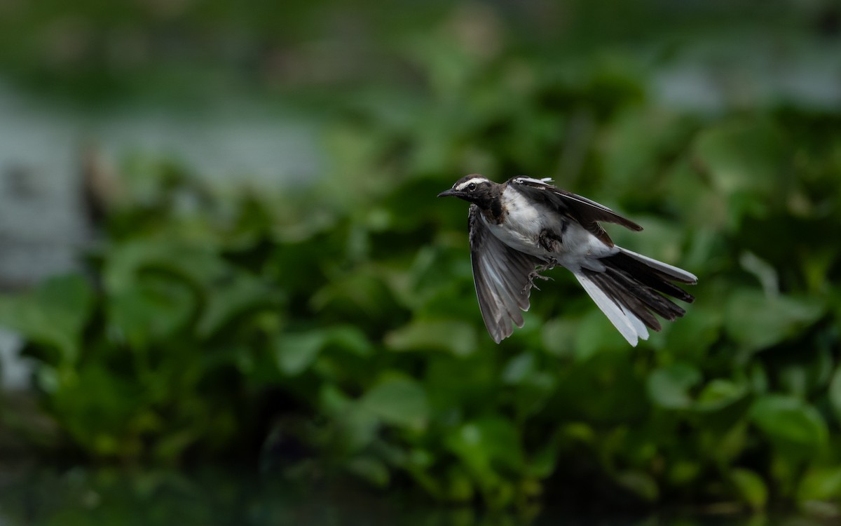 White-browed Wagtail - ML617920800