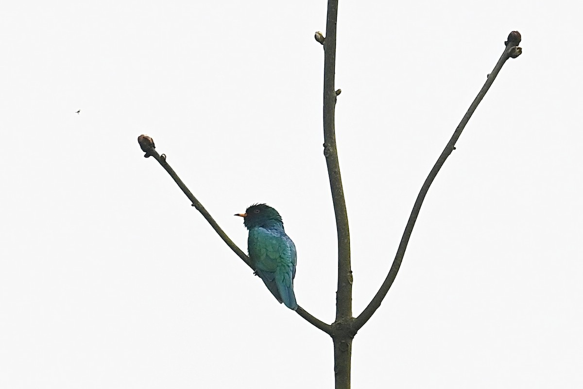 Asian Emerald Cuckoo - ML617920813