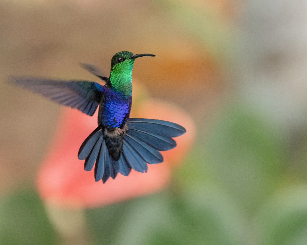 kolibřík nymfový - ML617920815