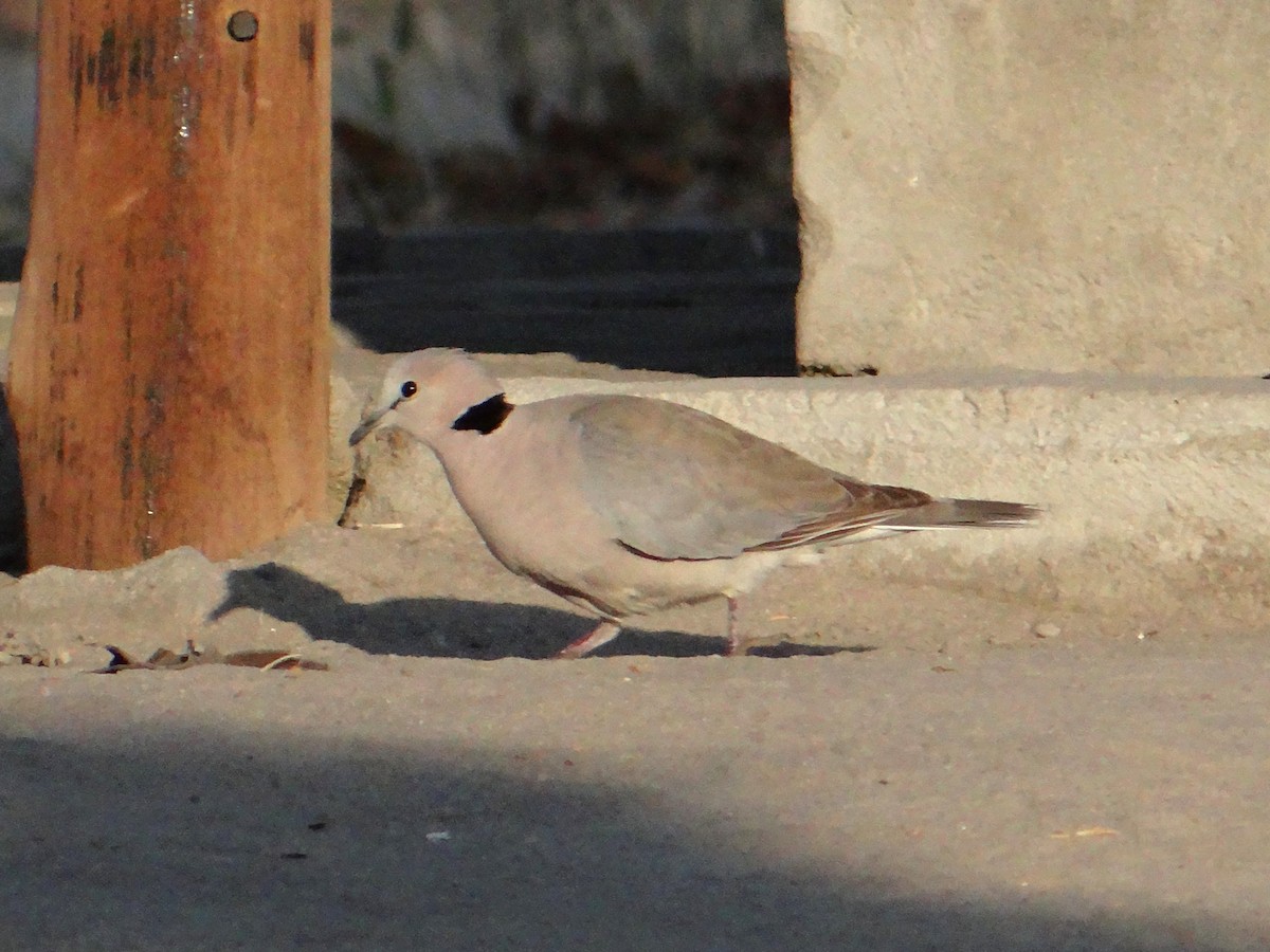 Ring-necked Dove - Toby Holmes