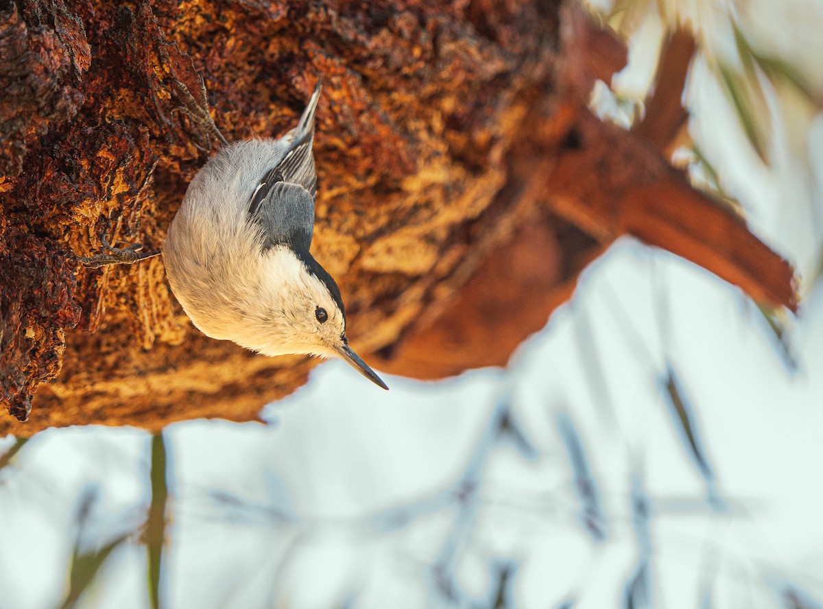 White-breasted Nuthatch - ML617920860
