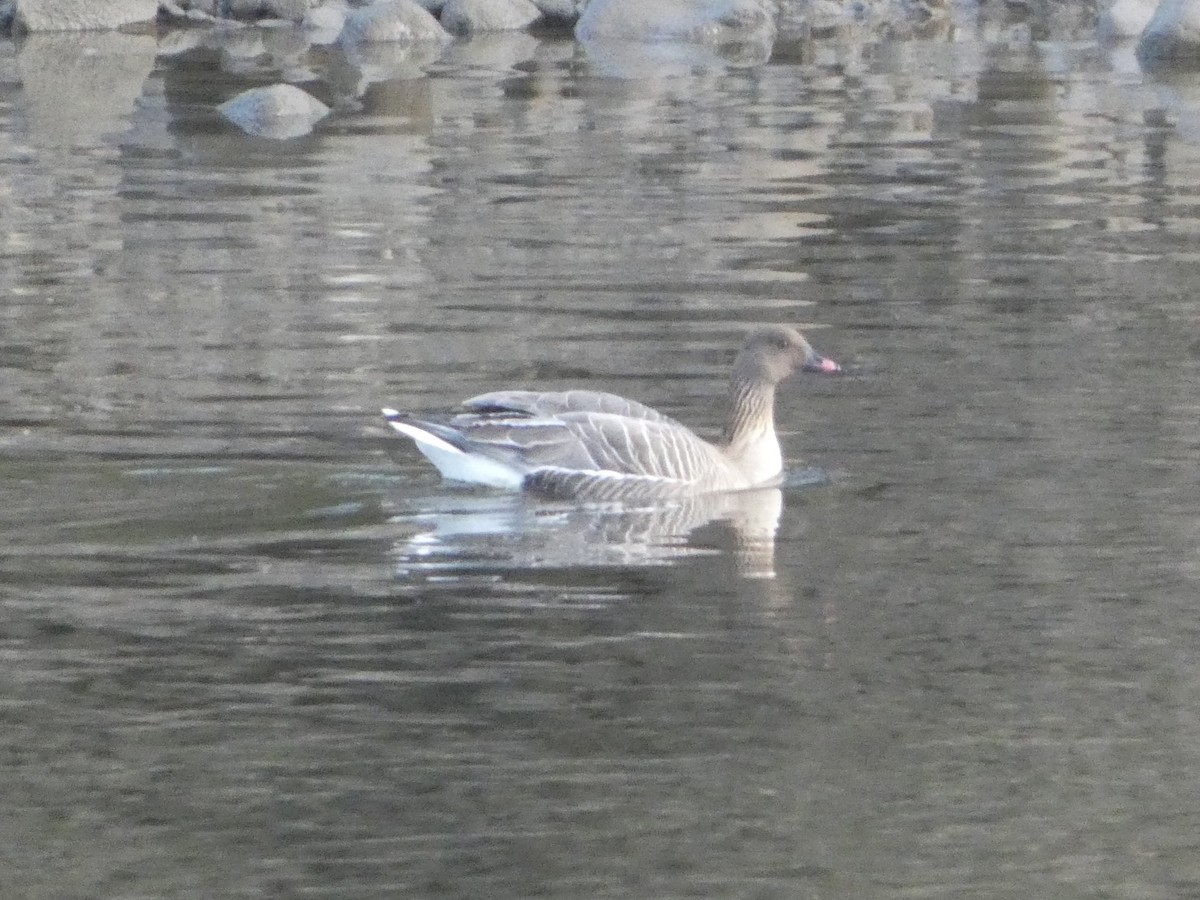 Pink-footed Goose - ML617920876