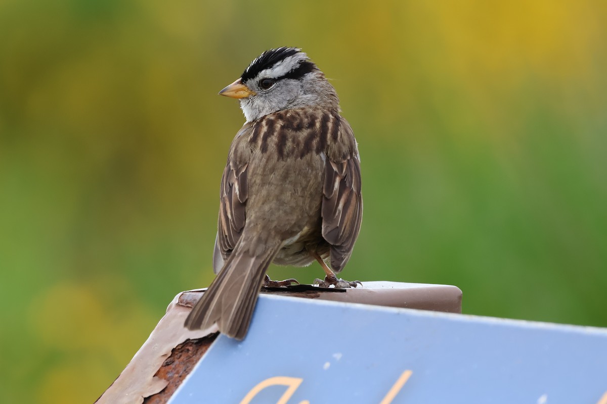 White-crowned Sparrow (nuttalli) - ML617920927