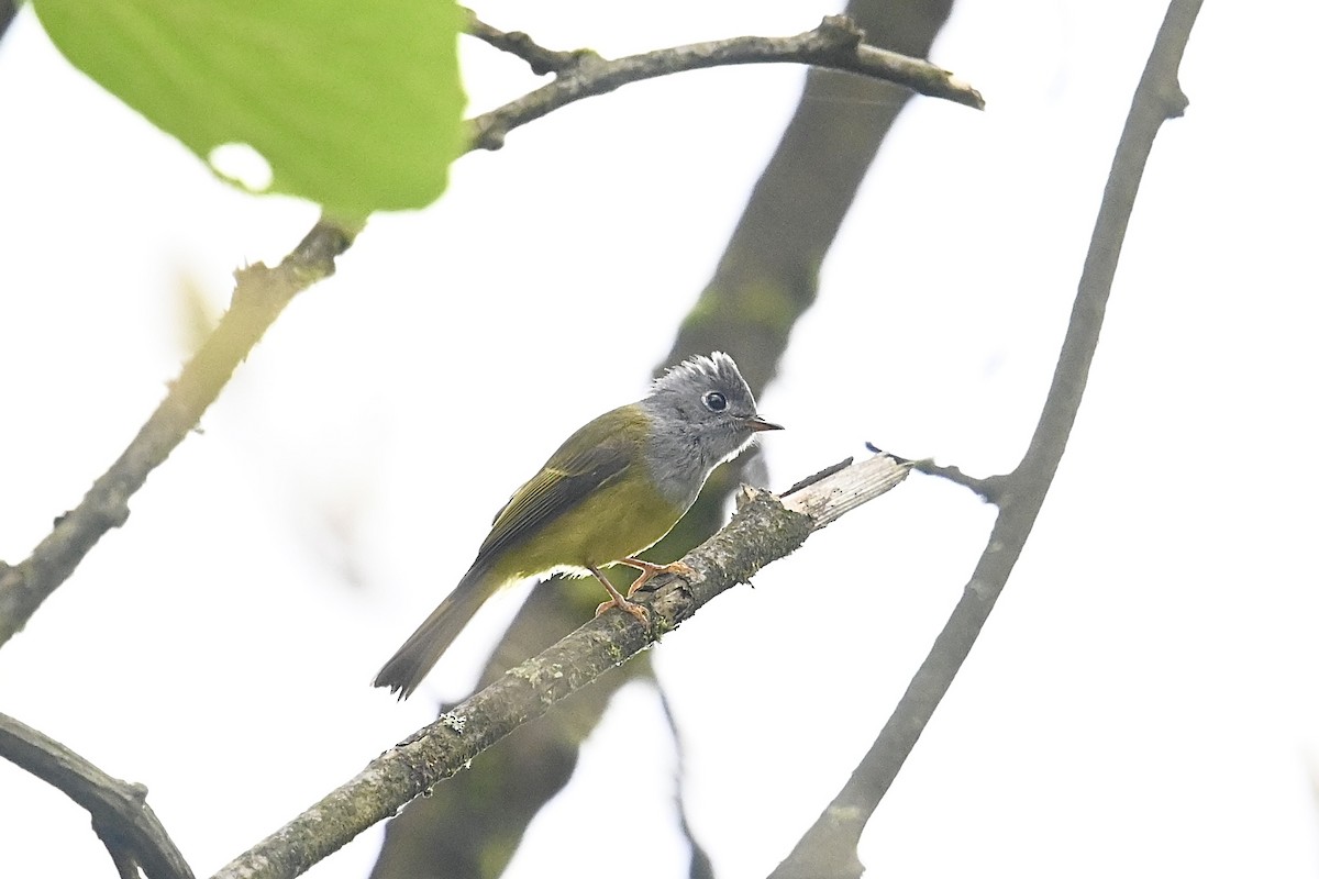 Gray-headed Canary-Flycatcher - Dong Qiu